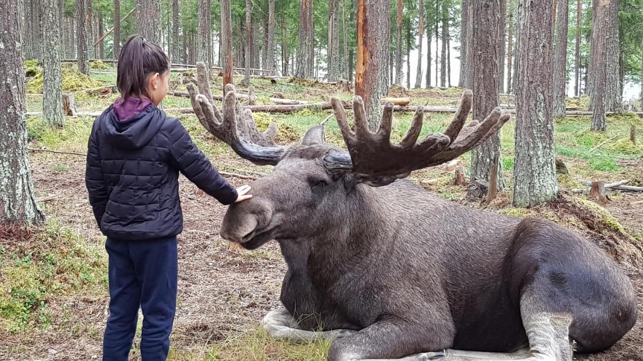 The Friendly Moose Hotel Overtornea Luaran gambar